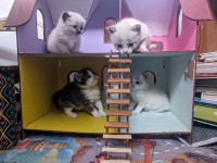 Portée de 4 chatons a vendre