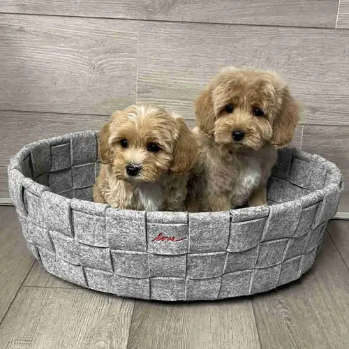 Maltese x poodles puppies looking for there forever homes. Maltese mom and poodle dad. Known as the...