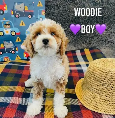 ❤️❤️Amazing Cavapoo puppys❤️❤️, View more