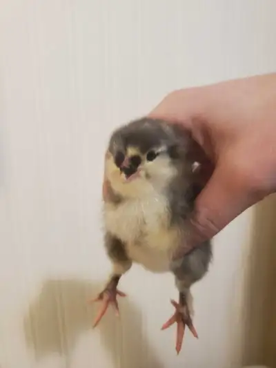 Olive egger chicks, View more