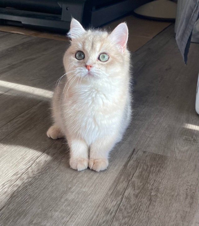 Lucy female British shorthair kitten in Cats & Kittens for Rehoming in Calgary