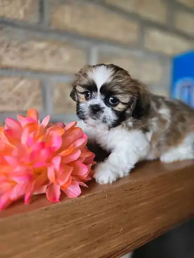 SHIH TZU, View more