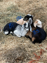 2 goat nannies, 7 kid girls, and 7 kid boys for sale