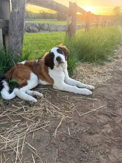 Saint Bernard , View more