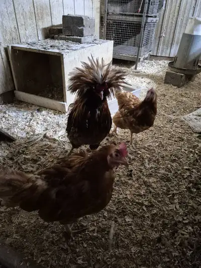 oeufs fécondé , View more