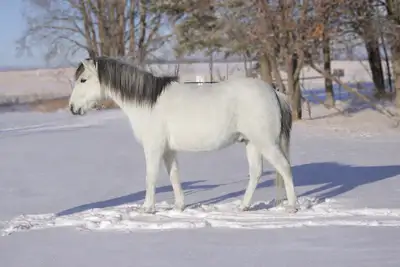 Smoke 11.2hh Grade Caspian Gelding Don’t let Smoke’s size fool you — this little guy has the heart a...