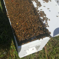 Bee Nucs and Full Hives - Order or Reserve Now