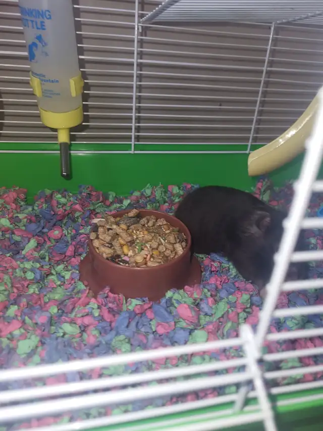 Hamster and cage for sale in Other in Woodstock - Image 3