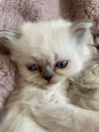 Baby kitten for sale 