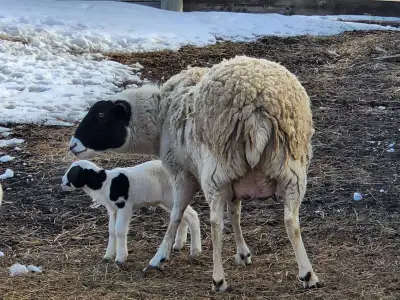ewe and lamb, View more