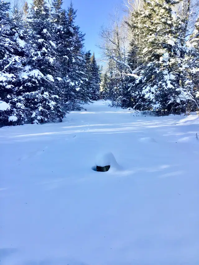 Cozy cabin in the woods in Ontario in Canada - Image 3