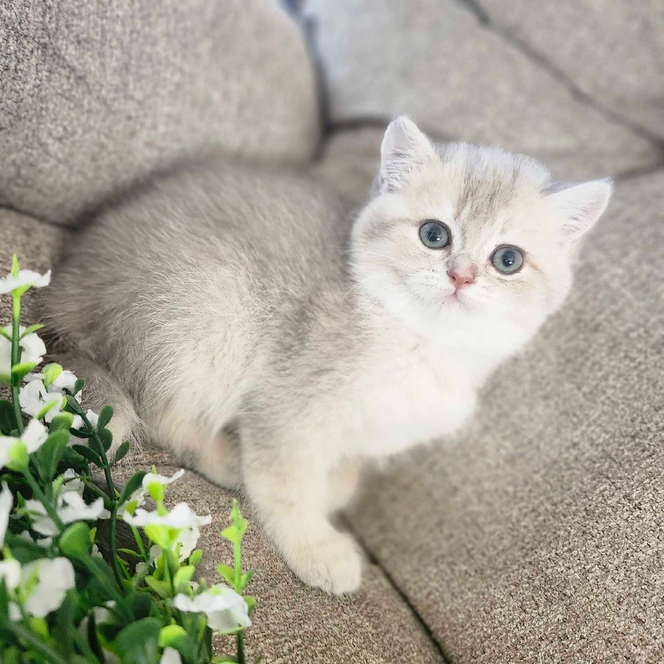 British X Scottish kittens | Cats & Kittens for Rehoming | Fredericton ...