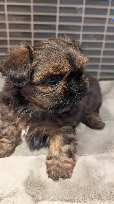 SHIH TZU MINIATURE IMPÉRIAL - EXCELLENTE QUALITÉ, UNE BEAUTÉ, View more