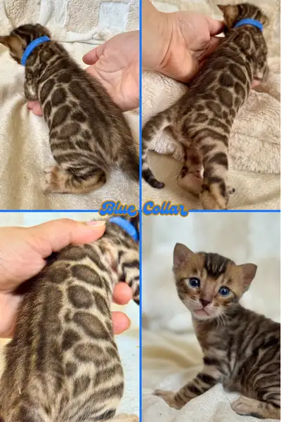 Stunning Top Quality Purebred Registered Bengal Kittens, View more