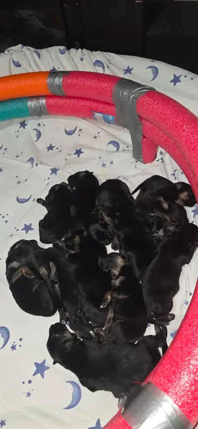 Long Haired German Shepherd Puppies, View more