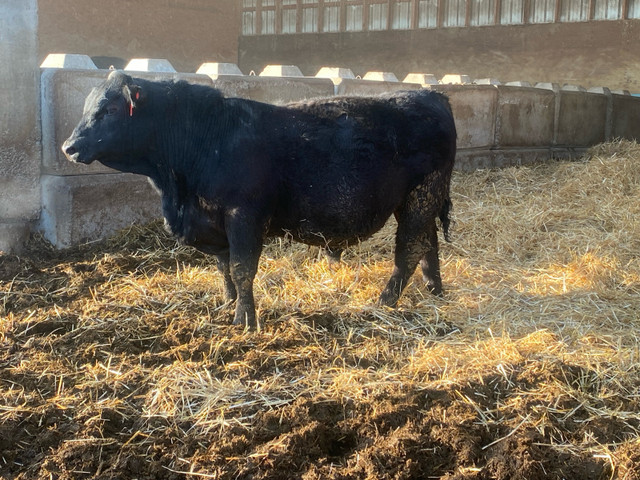 ****BLACK ANGUS AND SIMMANGUS BULLS FOR SALE*** in Livestock in Medicine Hat - Image 2