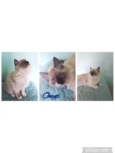 Purebred Ragdoll Kittens , View more