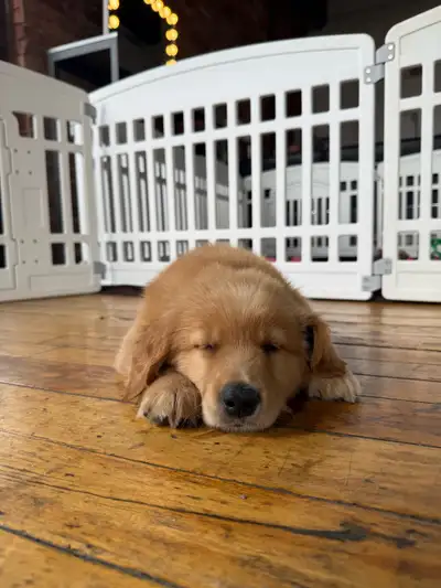 golden retriever, View more
