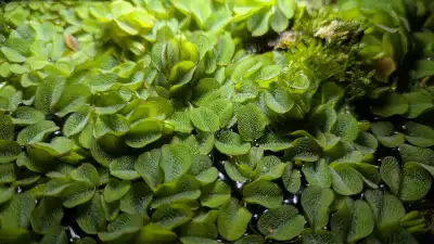 Floating plant: Salvinia sp., View more