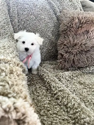 Mini Maltese Puppies - two left , View more