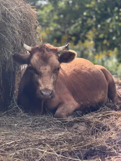 mini cow, View more