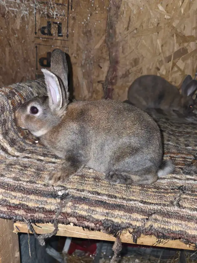 Rex (Not mini)  in Small Animals for Rehoming in Ottawa - Image 3