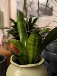 Small snake plant in green pot