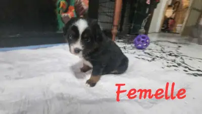 ✨ AUSSIEDOODLES MINIATURES DISPONIBLES ✨ 1 femelle 3 mâles Poids adulte 15lb - 20lb Une portée excep...