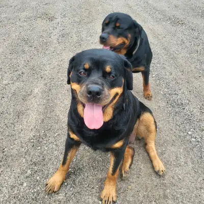 Rottweilers for re homeing. female $300 . Male $300., View more