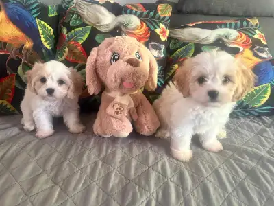 RESERVÉES  //Cavalier  king Charles croisé  Bichon Maltais, View more