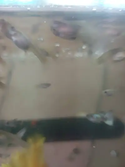 Guppy fish for sale, View more