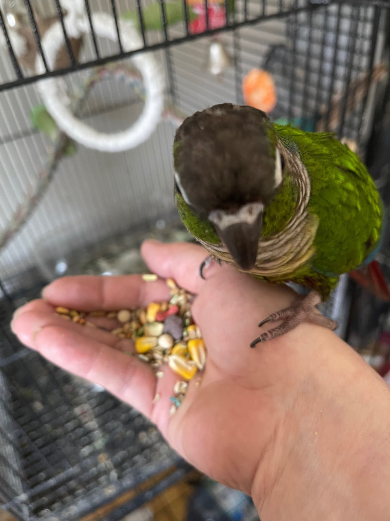 3 greens cheek conures | Birds for Rehoming | Ottawa | Kijiji