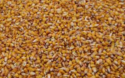BAGGED  DEER FEED FOR SALE, View more