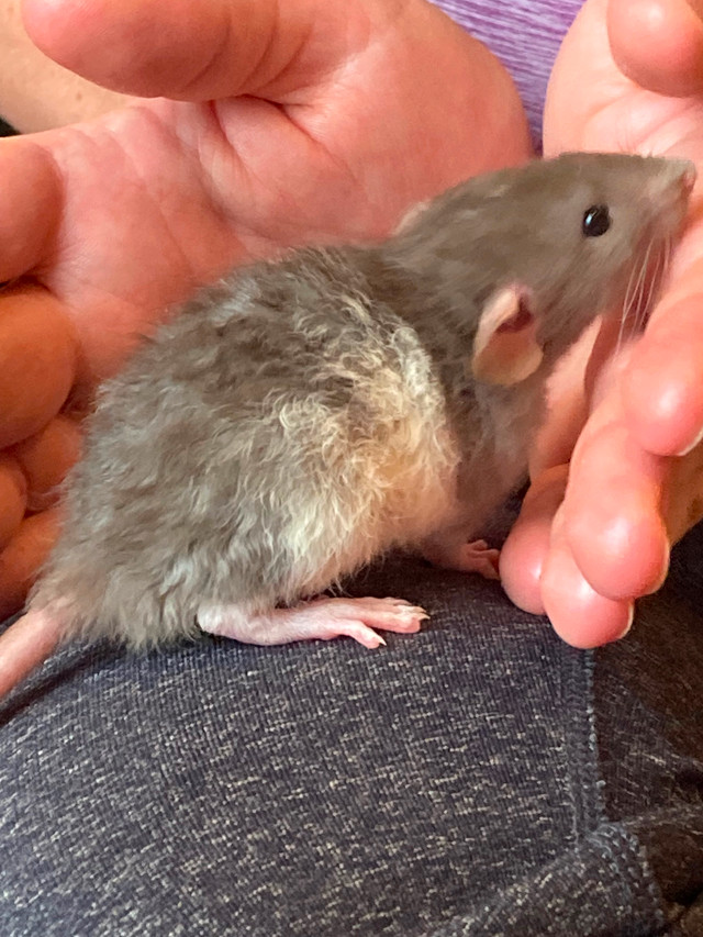 Bébés rats dumbos 6 semaines à donner contre bons soins dans Petits animaux à adopter  à Ville de Montréal - Image 4