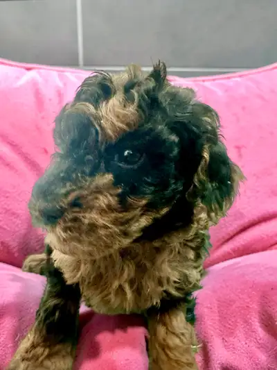Stunning Female Mini Poodle pups, View more