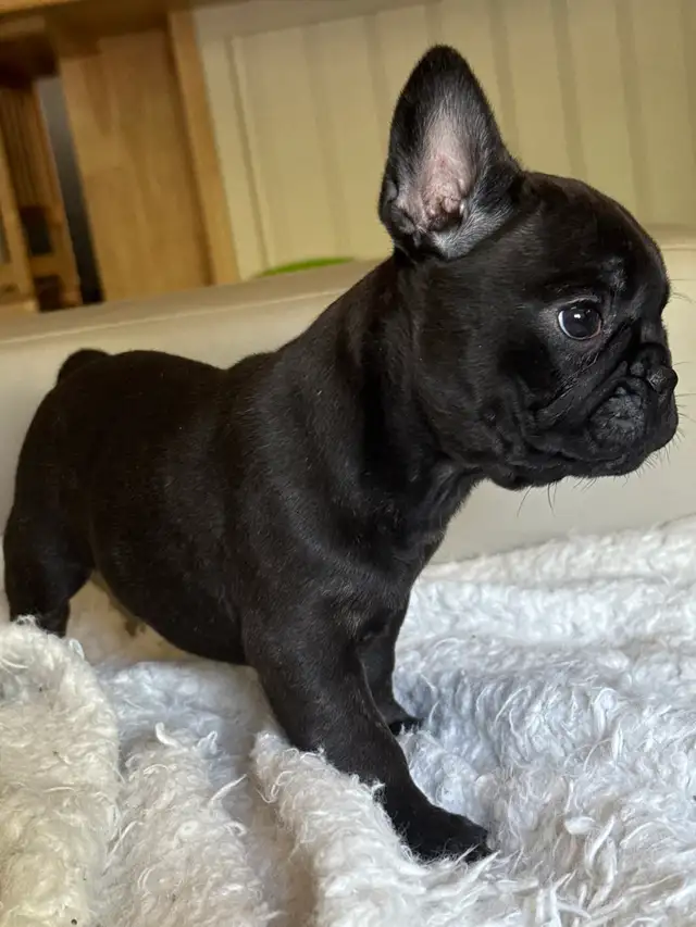 ❤️❤️❤️French Bulldog SWEETHEARTS❤️❤️❤️ in Dogs & Puppies for Rehoming in Calgary - Image 8