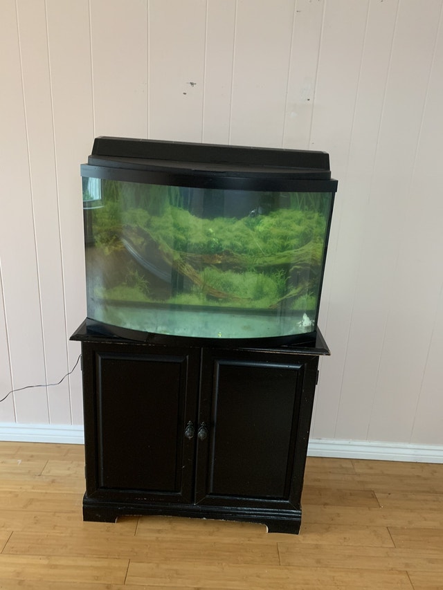 Axolotl setup in 36 gallon bowfront tank/stand and accessories. Fish