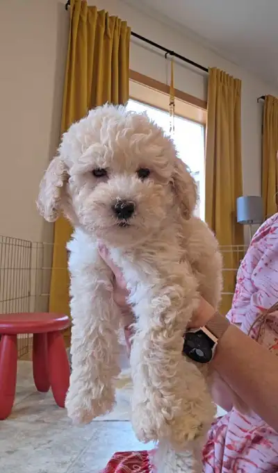 F1B midsize Goldendoodle puppies, View more