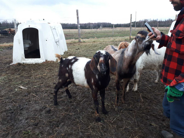 Bouc Nubien / Chèvre dans Animaux de ferme  à Ville de Québec - Image 4