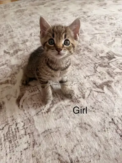 kittens for adoption , View more