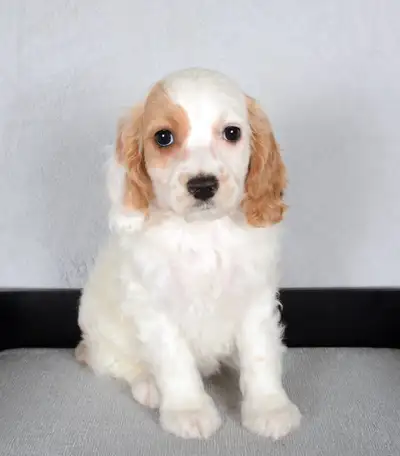 We have just two stunning little Cockapoo puppies left for adoption. The puppies have wonderful apri...