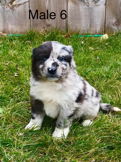 Mini aussie border collie mix for sale best sale