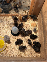 Baby chicks!