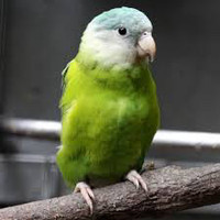 Looking for gray cheek parakeet breeding pair