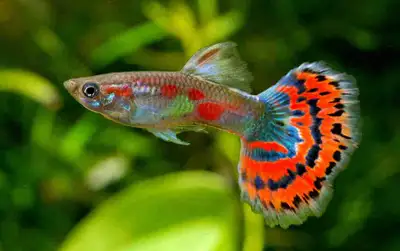 recherche aquarium à donner , View more