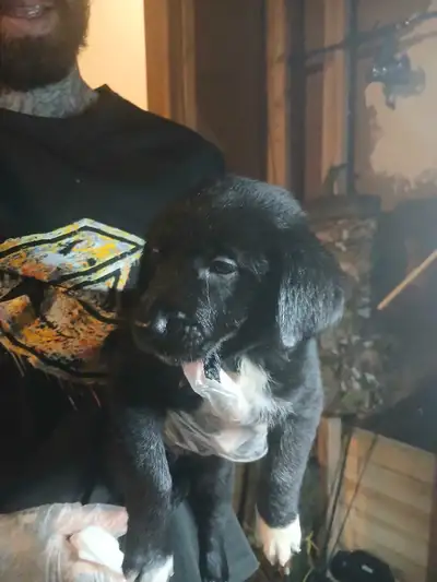 Puppies For Sale!!!, View more