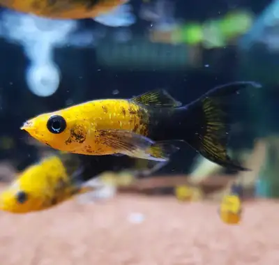 Lyretail Gold Dust Molly Fish, View more