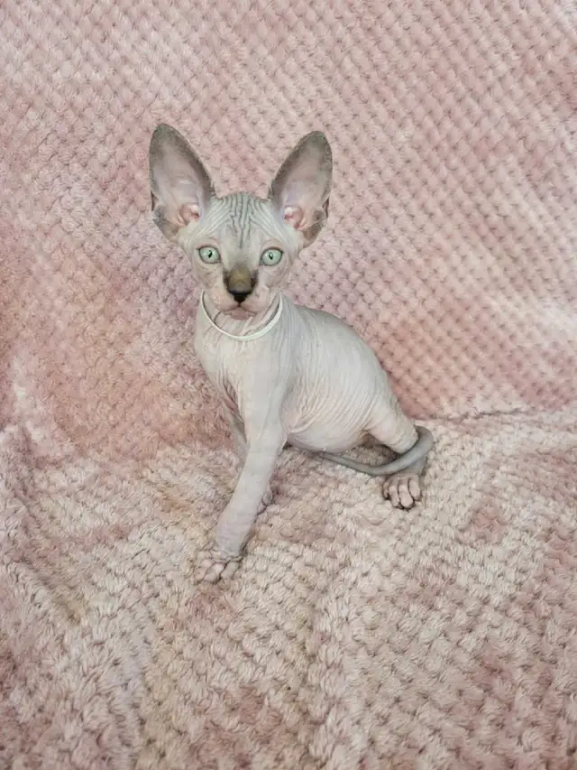 Sphynx kittens - 3 males left! in Cats & Kittens for Rehoming in St. Albert - Image 4