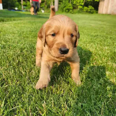 Golden Retriever Puppies, View more