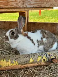 Rex Rabbits- breeding pair